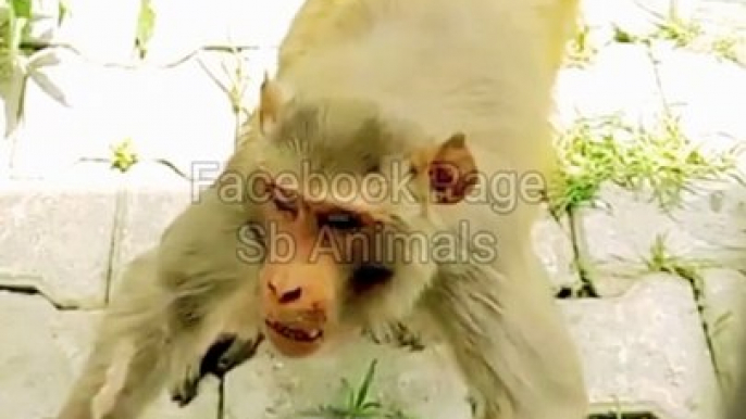 Danger Monkey Shorts, Monkey Shorts Video, Animals Video, Animal's Lovers, Indian Monkey #Animals#Wildanimals#Monkey