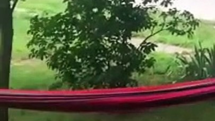 Hammock is mocking at you #fall #hammock #fail #afv