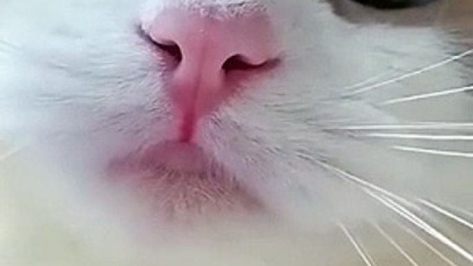 Cat Meowing  __ Cat Voice __ Cute Cat Voice Short  Video #shorts #cat #catlover (1)