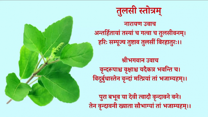 Tulsi Stotra | भगवान नारायण कथित तुलसी स्तोत्र | तुलसी स्तोत्रम् | Tulsi Stotra With Lyrics #tulsi