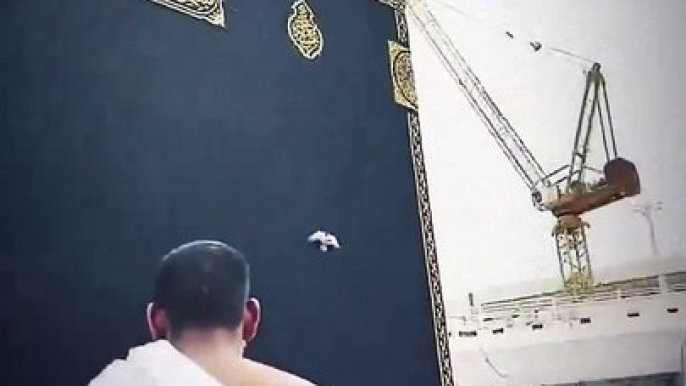 Mashaallah, what a lucky pigeon, may Allah invite us to his home this Ramadan.  I feel like touching the Kaaba, I feel like crying after touching it...