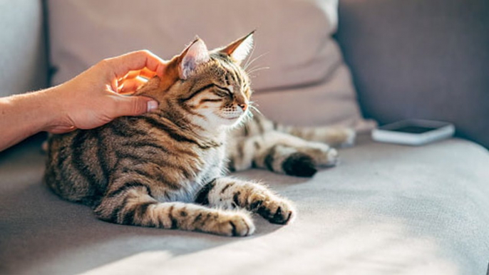 100 of the Most Popular Cute Cat Names
