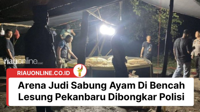 Arena Judi Sabung Ayam Di Bencah Lesung Pekanbaru Dibongkar Polisi