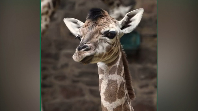 Giraffe born at Chester Zoo - LiverpoolWorld Headlines