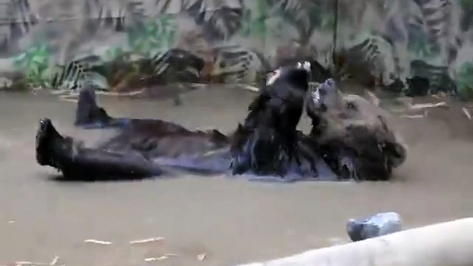 badender Bär im Wildgehege Hellenthal