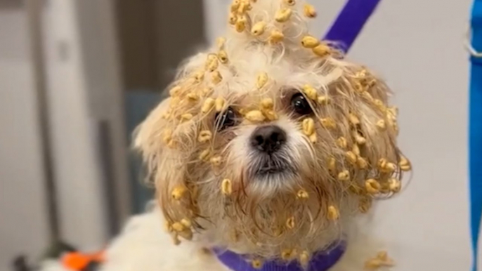 Cheeky pup tears into boxes of cereal and is left with sugar puffs all over her fur