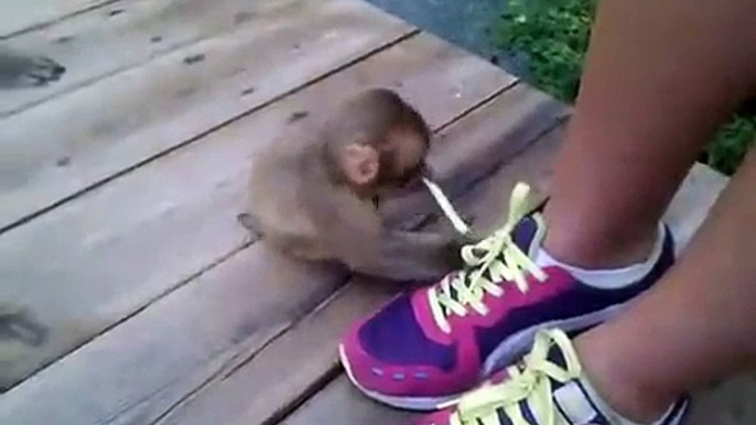 Bebe Mono chupando cordones de zapatos