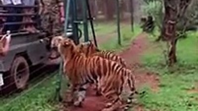 Animales Impresionantes: Salto de Tigre para atrapar la carne en cámara lenta