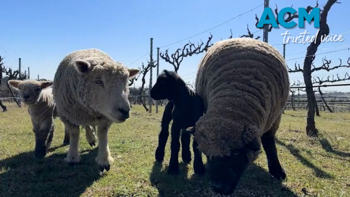 Farmers flock to baby-faced 'organic lawnmowers'