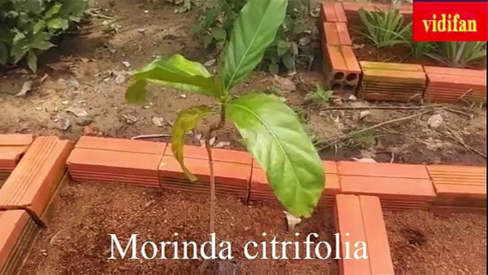 uses of Morinda citrifolia