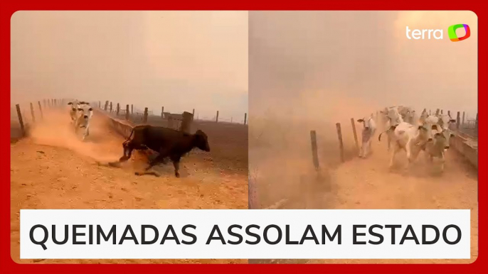 Vídeo mostra gado fugindo do fogo durante incêndio em fazenda de Goiás