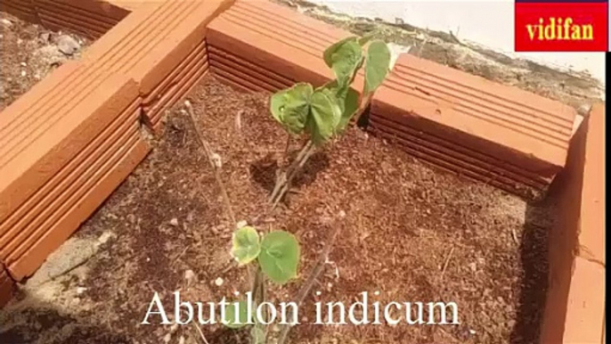 Uses of Abutilon indicum