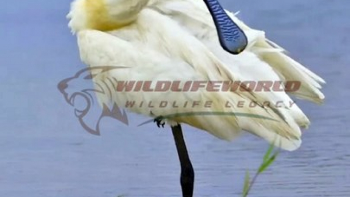 Wildlife Beautiful Moments #8