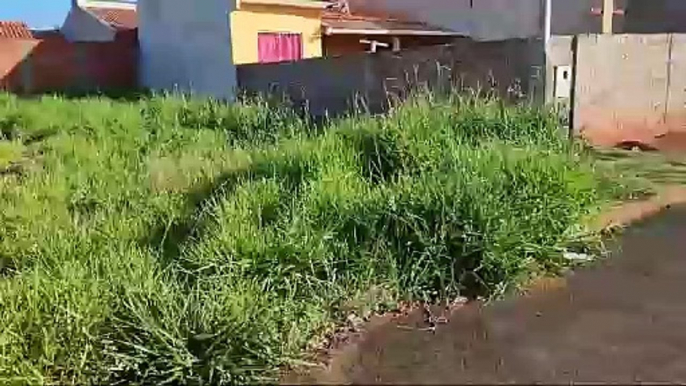 Umuaramense denuncia proliferação de animais em terrenos vazios do bairro Cândido Portinari