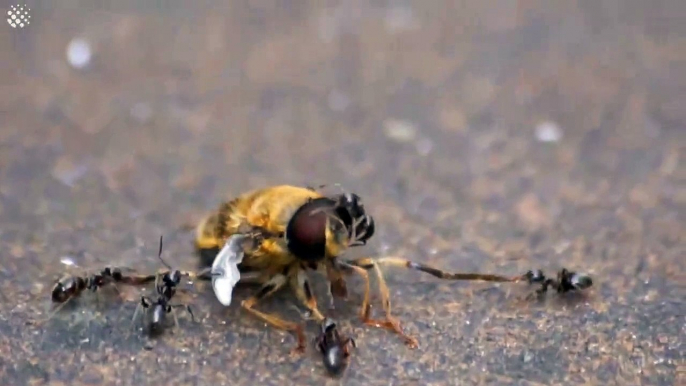 #OMG: Las hormigas se unen para derribar una avispa gigante invasora