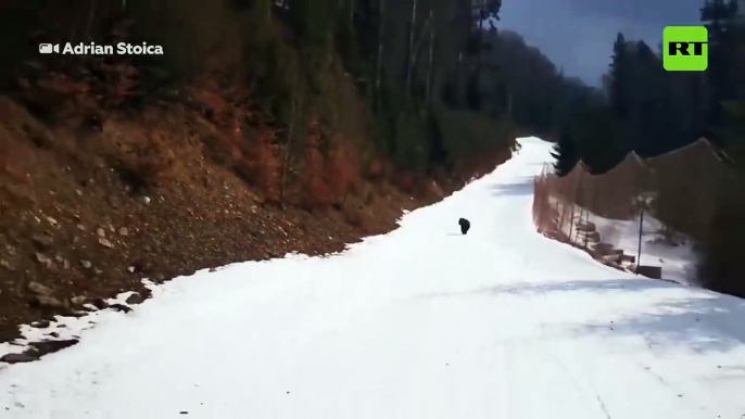 #VIDEO: Un oso sorprende a esquiadores en Rumanía