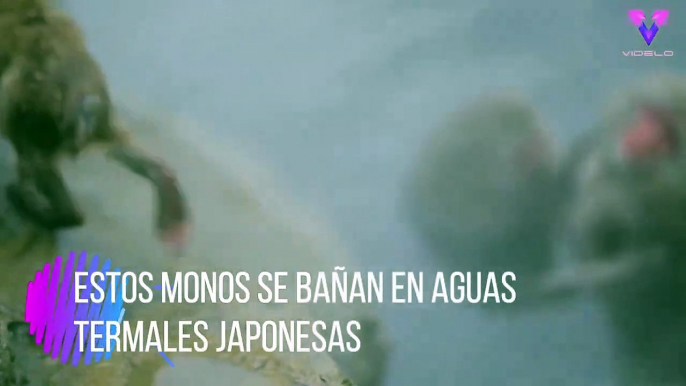 #CUTE: Estos monos se bañan en aguas termales japonesas