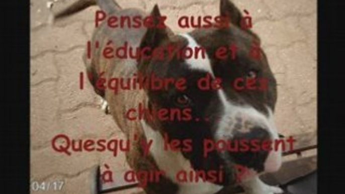 Pit bull ==> mauvais jugements...