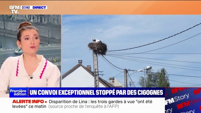 Un convoi exceptionnel a été bloqué en Alsace à cause d'un nid de cigognes