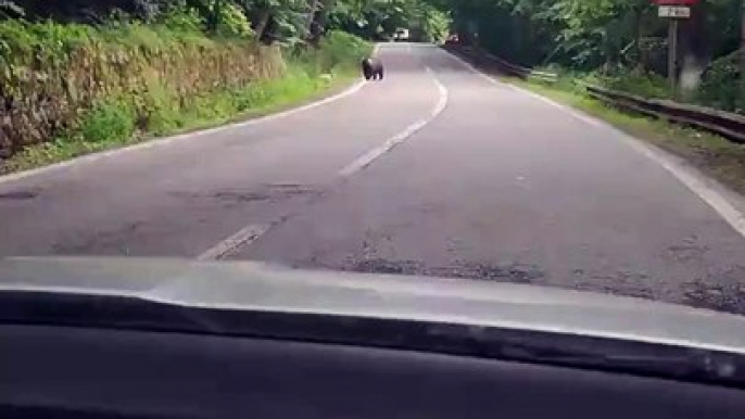 Un oso en Rumania agradece a unos turistas por cederle el paso