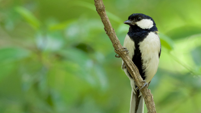 « Après vous » : ces mésanges communiquent en battant des ailes, du jamais-vu chez les oiseaux