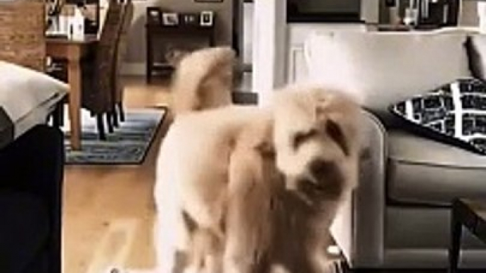 Funny Fails Of Dogs | Entertainment World