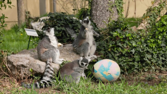 Cute Moment Croatian Zoo Gives Giant Eggs to Animals During Easter Monday Celebrations