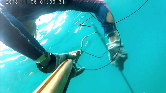 spearfishing cuttlefish