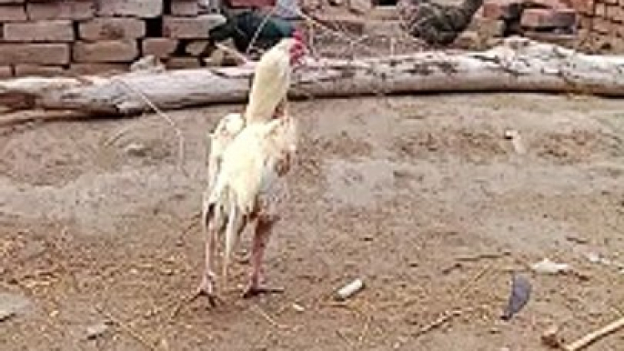 Hens drinking water