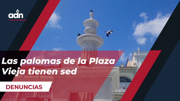 Las palomas de la Plaza Vieja tienen sed