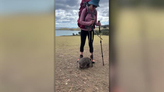 Cute Wombat Twerks On Hiker's Poles To Scratch Butt | Wild-ish TV