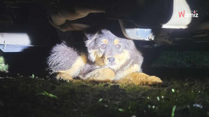 En pleine promenade, des cris déchirent la nuit : elle s'approche d'une voiture le cœur battant