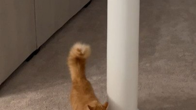 Orange Cat Plays Fetch With Owner