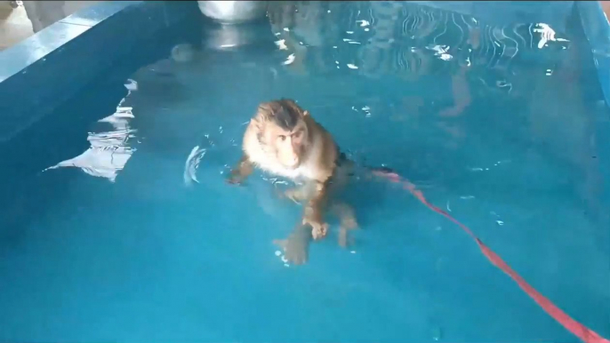 Monkey Plays in Pool on Hot Day