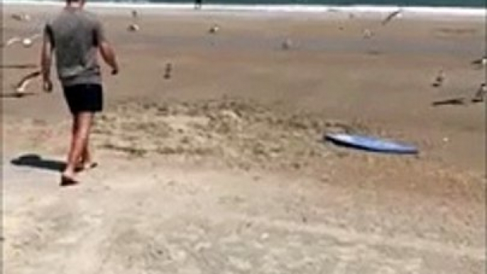 Il réussit à attraper une mouette d'une façon incroyable