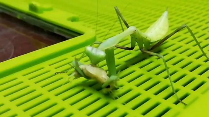 Praying Mantis Eats Freshly Molted Cricket