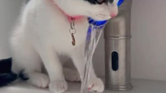 Cat Enjoys Drinking Water From Touchless Faucet