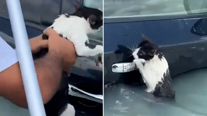 Cat rescued from Dubai floods after torrential rain brings chaos to UAE