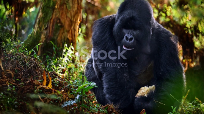 Wild Encounters: Close-Up with African Wildlife