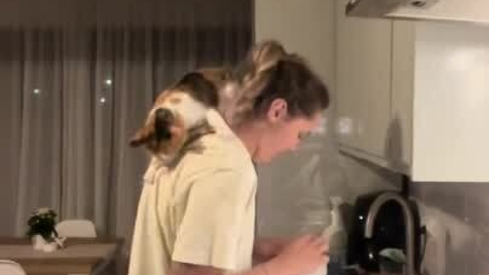 Cat Jumps on Owner's Shoulders and Nibbles Their Ponytail