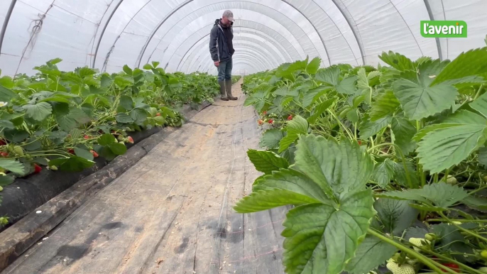 Reprise de la saison des fraises à Burdinne