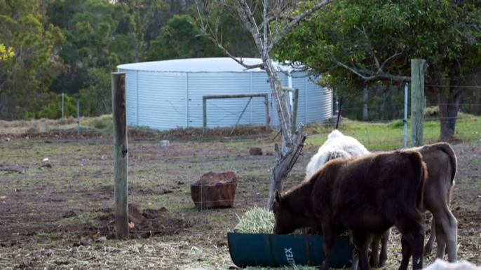 Western Australian government’s drought relief package welcomes by some, deemed ‘bandaid’ by others