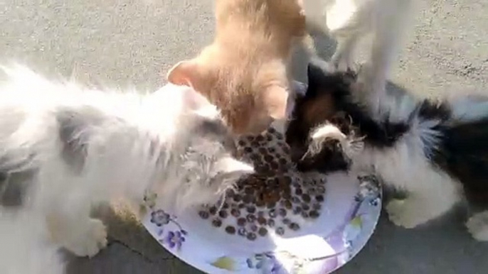 Rescue Stray Kitten Eating Food With His Adopted Siblings He Is Kind With Them And Energetic