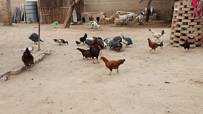 Chicken and Goats