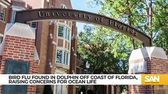 Study- Bottlenose dolphin tested positive for bird flu off Florida coast_Low