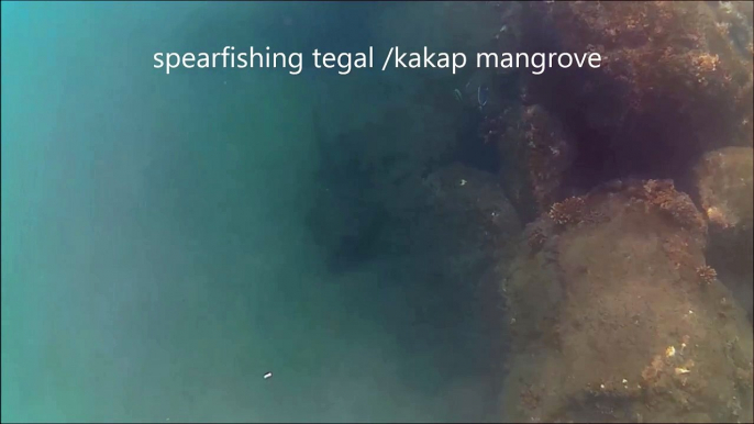 spearfishing tegal /kakap mangrove