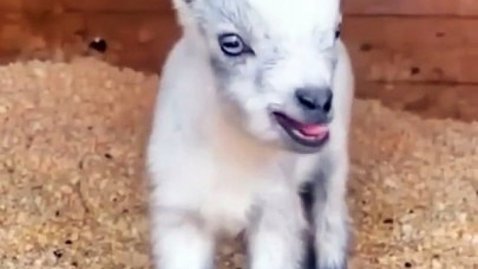 shorts | Animal sounds | sheep | baby goat funny video | doggy, puppy , goldenretriever , dogs , puppies , dogshorts , dog Puppy sound , shorts , puppy , dog Boom,Scared ,funny cats , cat , funny, videos , doglover , funny, viral, youtubeshorts, trending,