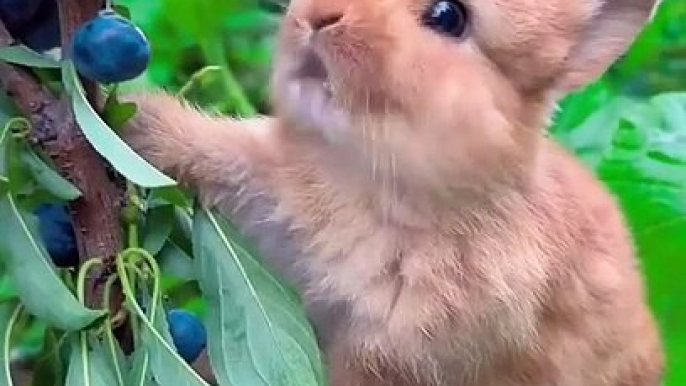 Rabbit eating blueberries | doggy, puppy , goldenretriever , dogs , puppies , dogshorts , dog Puppy sound , shorts , puppy , dog Boom,Scared ,funny cats , cat , funny, videos , doglover , funny, viral, youtubeshorts, trending,