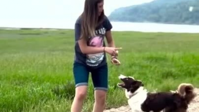 Talented Dog Showcases Cool Tricks With Woman