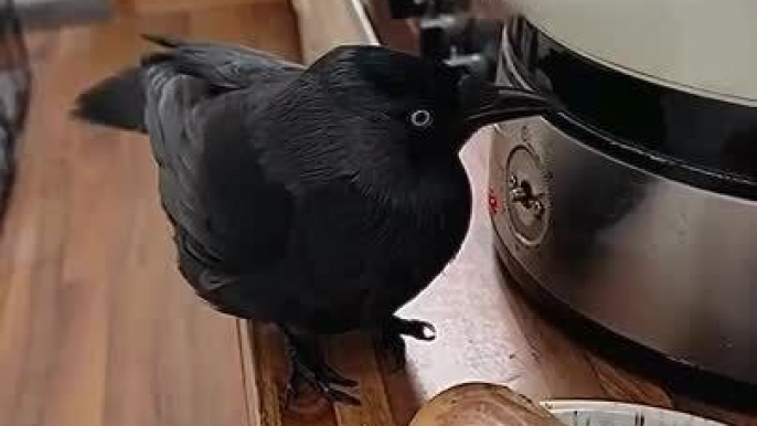 Bird Gets Excited to See Potato